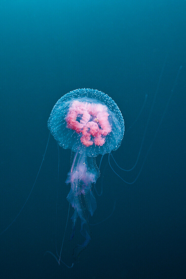 Leuchtqualle, Pelagia noctiluca, Florida Islands, Salomonen