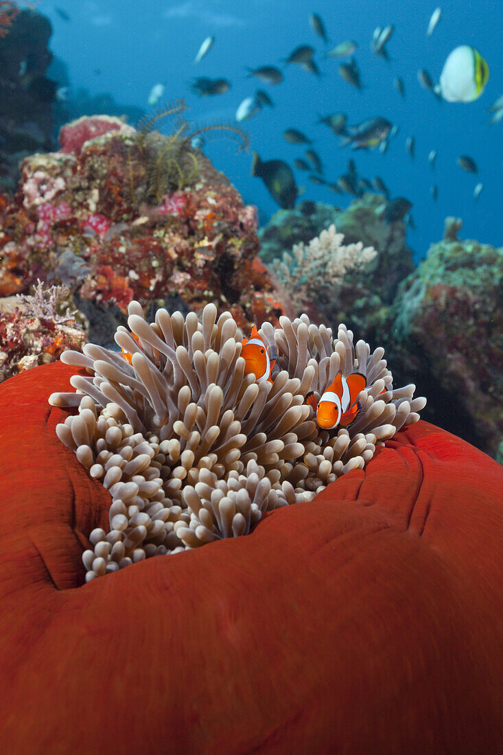 Paar Orange-Ringel-Anemonenfische, Amphiprion ocellaris, Florida Islands, Salomonen
