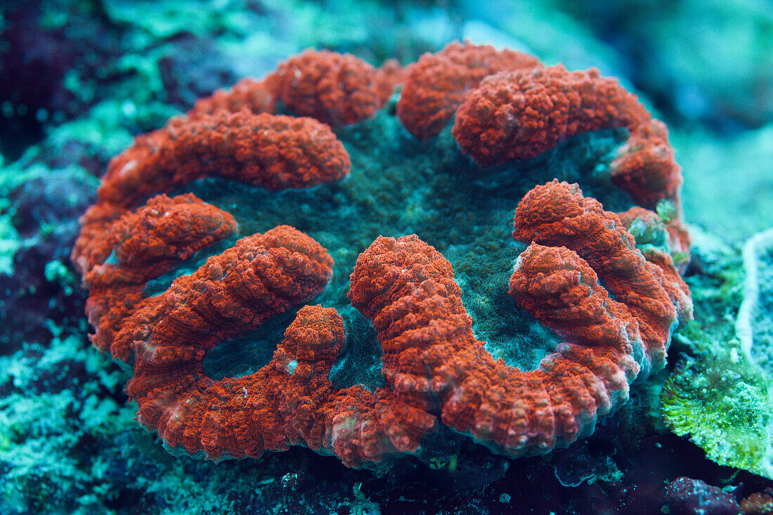 Fluoreszierende Doldenkoralle, Lobophyllia sp., Florida Islands, Salomonen