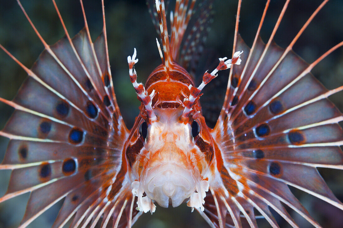 Antennen-Feuerfisch, Pterois antennata, Florida Islands, Salomonen