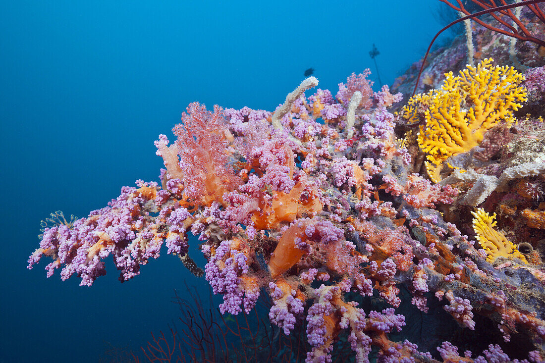 Soft Corals growing on Bow of Japanese Wreck 2, Marovo Lagoon, Solomon Islands