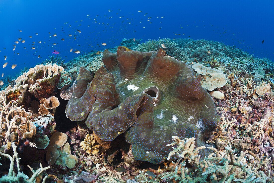Moerdermuschel im Riff, Tridacna squamosa, Mary Island, Salomonen
