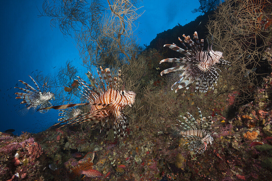 Rotfeuerfische, Pterois volitans, Marovo Lagune, Salomonen