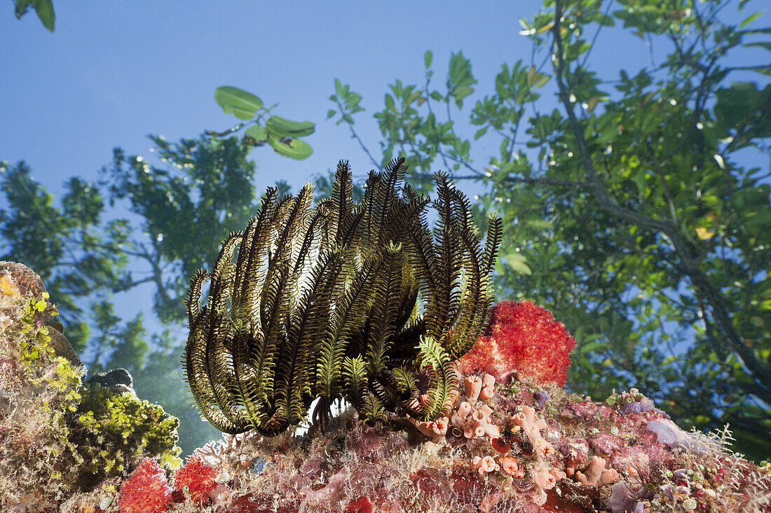 Crinoid on Reef Top, Comanthina schlegeli, Marovo Lagoon, Solomon Islands