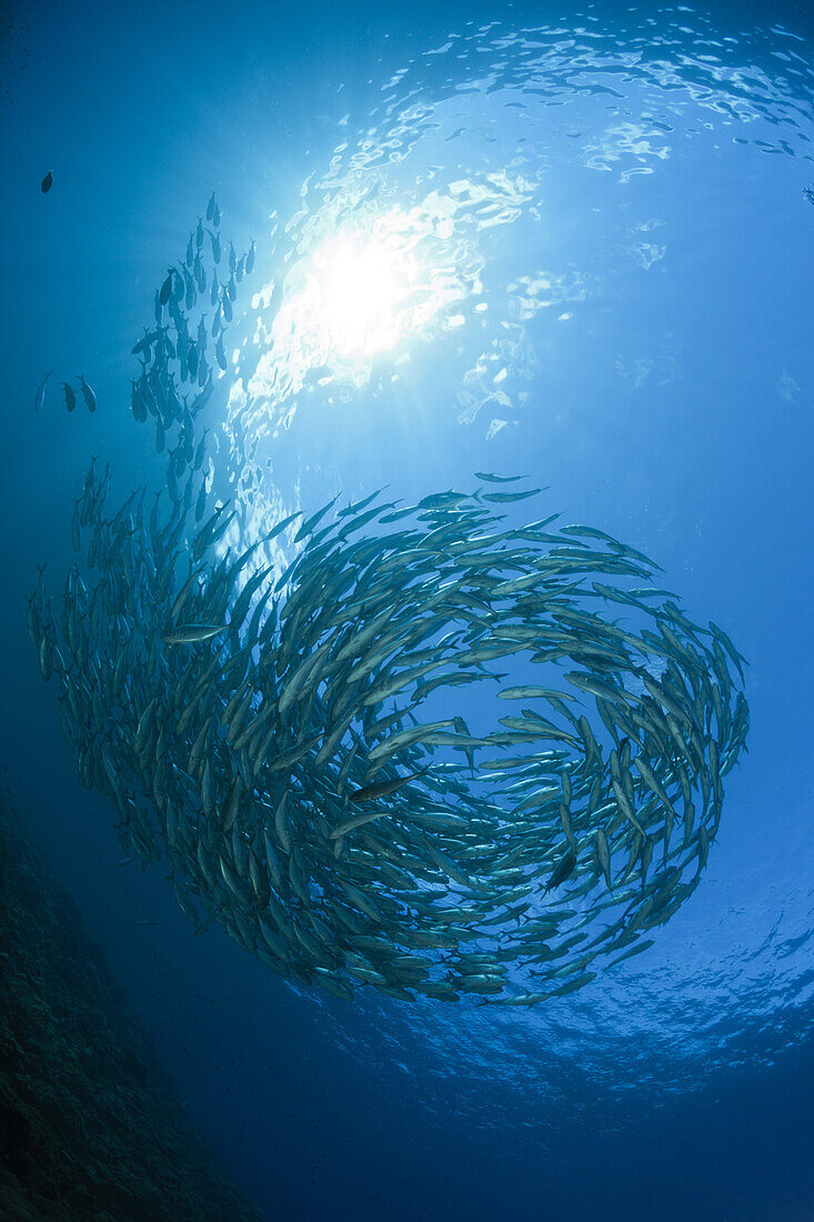 Schwarm Großaugen-Stachelmakrelen, Caranx sexfasciatus, Mary Island, Salomonen