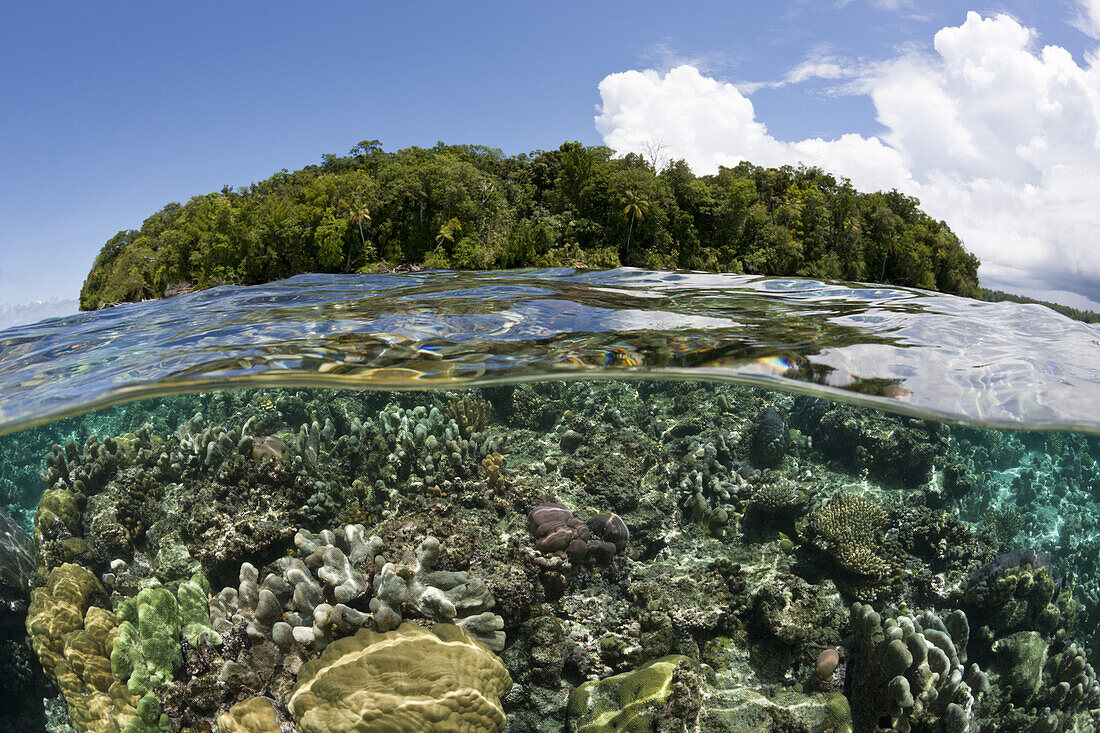 Riffdach mit Korallen, Marovo Lagune, Salomonen