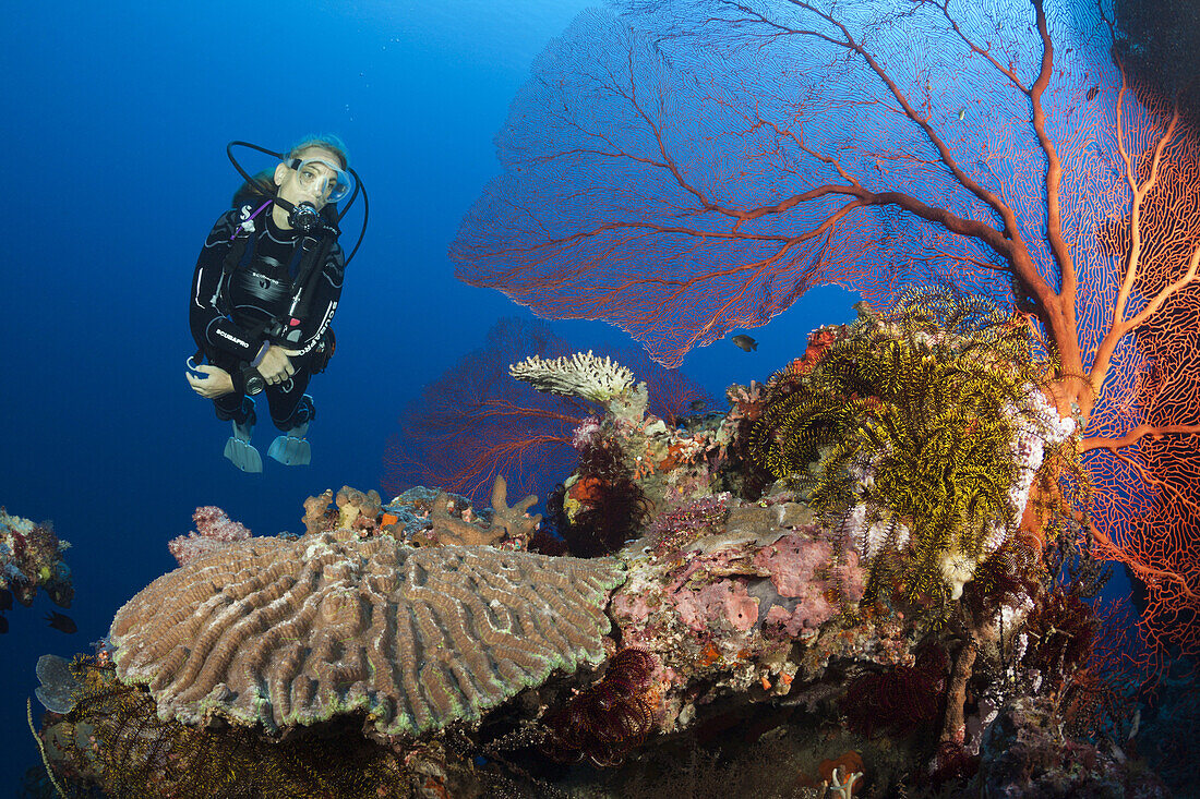 Scuba Diver over Coral Reef, Russell Islands, Solomon Islands