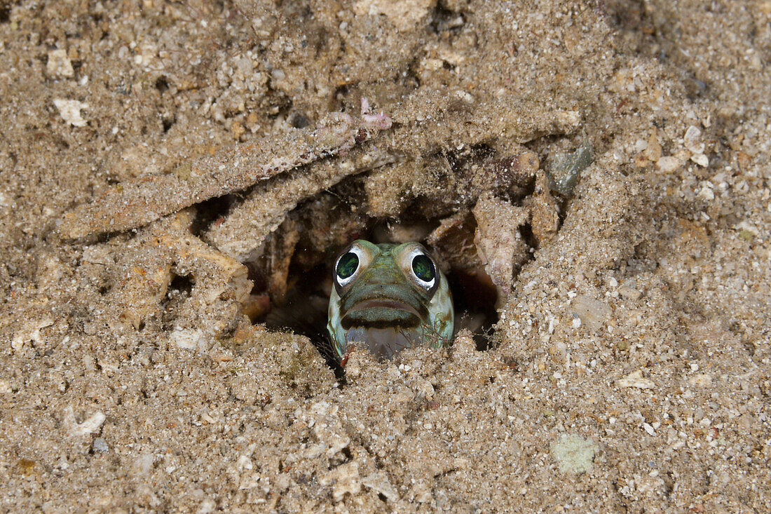 Jawfish, Opistognathus sp., Russell Islands, Solomon Islands