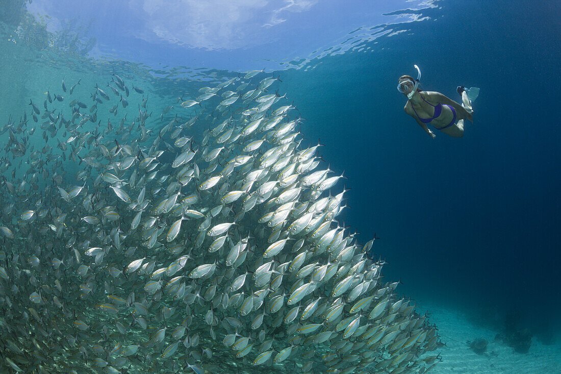 Schnorchler und Schwarm Ochsenaugen-Makrelen, Selar boops, Florida Islands, Salomonen