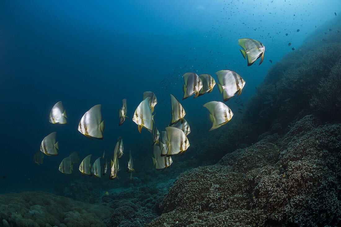 Schwarm Langflossen-Fledermausfische, Platax teira, Florida Islands, Salomonen