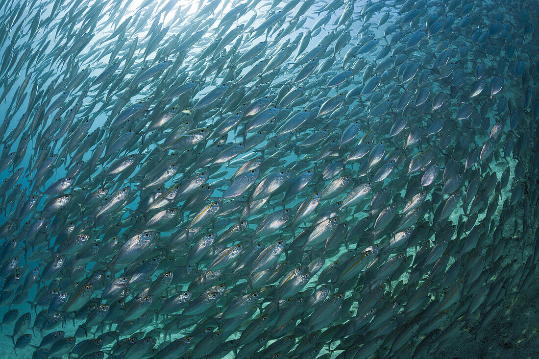 Schooling Oxeye Scad, Selar boops, Florida Islands, Solomon Islands