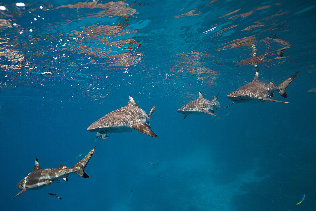 Schwarzspitzen-Riffhaie, Carcharhinus melanopterus, Marovo Lagune, Salomonen