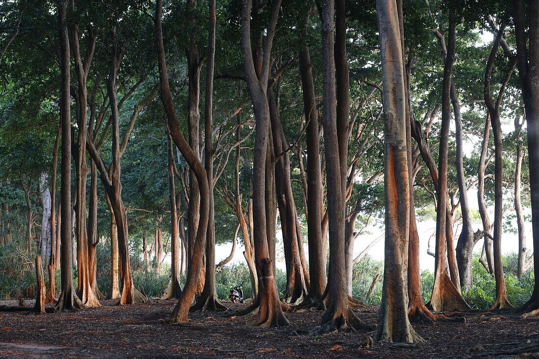 Badak trees, forest directly bordering Beach No.7, near Barefoot at Havelock Resort, Havelock Island, Andaman Islands, Union Territory, India