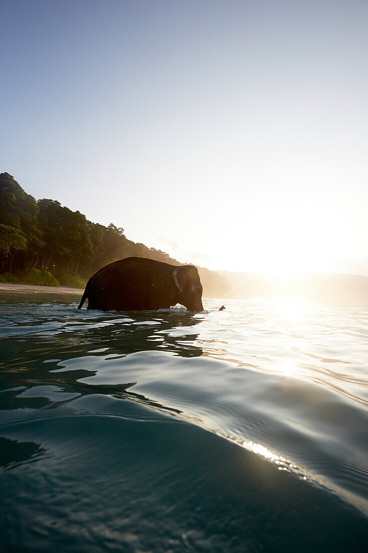 Elephant goes swimming, Beach in the early morning, the forest without palms, West Coast, Havelock Island, Andaman Islands, Union Territory, India