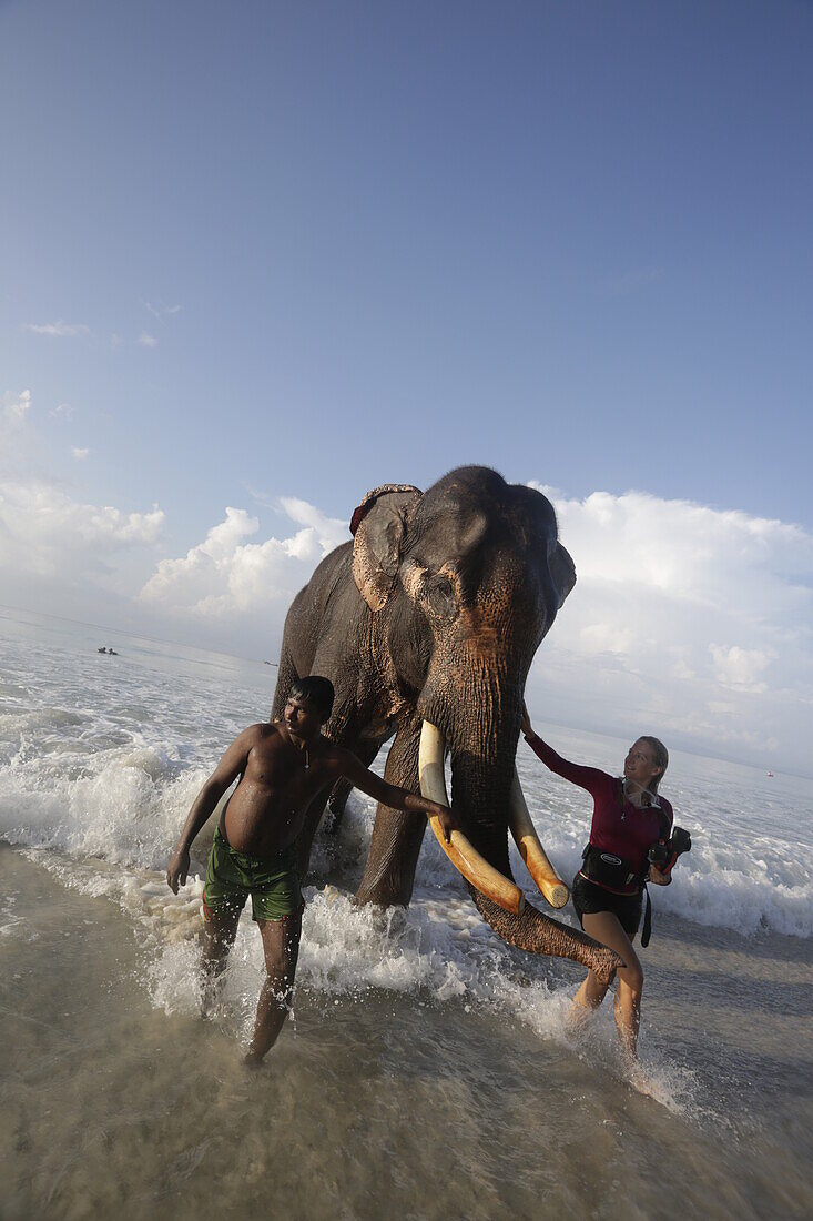 Swimming elephant Rajan coming of the water, snorkelers and guide Mahmut, tour of Barefoot Scuba Diving School, at Beach No. 7, Havelock Island, Andaman Islands, Union Territory, India