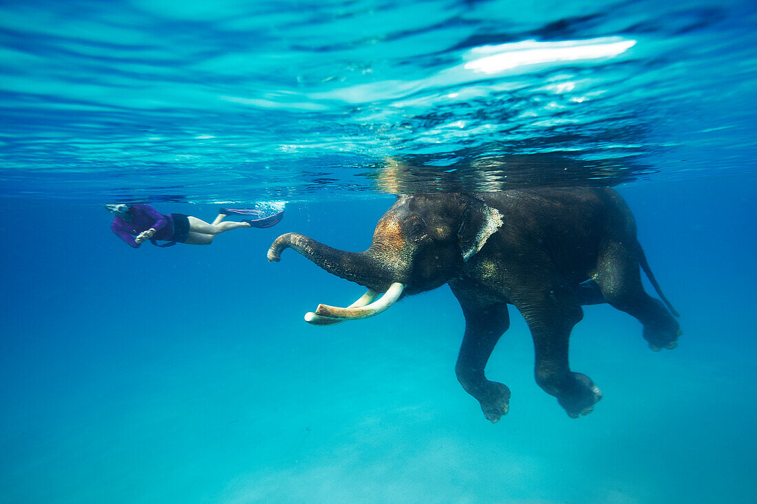 Schwimmender Elefant Rajan, Schnorchler und Taucher der Barefoot Scuba Tauchschule begleiten ihn, am Beach No. 7, Havelock Island, Andaman Islands, Union Territory, India