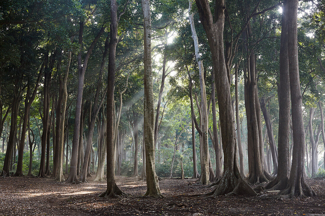 Badak trees, forest, Havelock Island, Andaman Islands, Union Territory, India