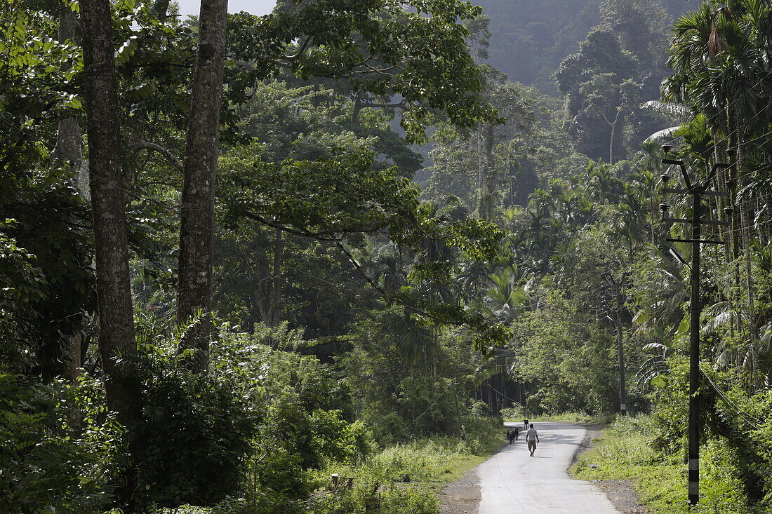Great Andaman Trunk Road, ca. 20 Km noerdl. von Rangat, Middle Andaman, Andaman Islands, Union Territory, India