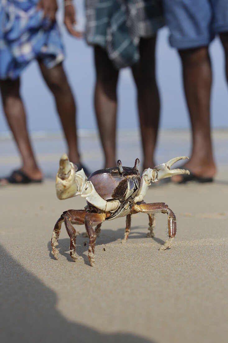 Grosse Krabbe aus Beifang, Strand von Hut Bay, Bucht und Hauptort von Little Andaman, Andaman Islands, Union Territory, India