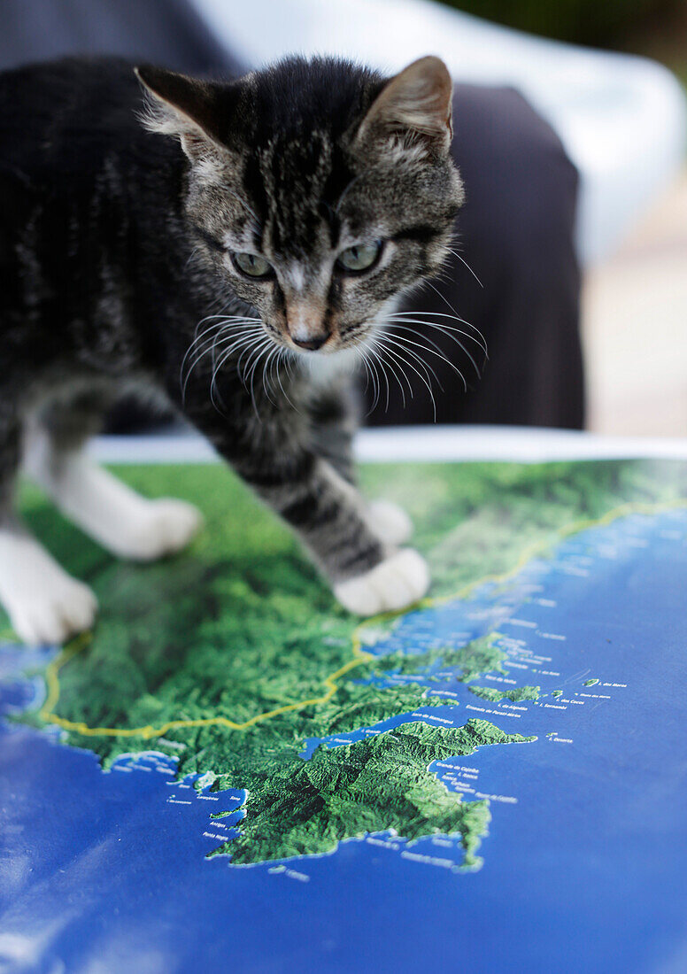 Kitten on map of Costa Verde, showing peninsula near Paraty,Natural Park, Serra do Mar, Costa Verde, Sao Paulo, Brazil