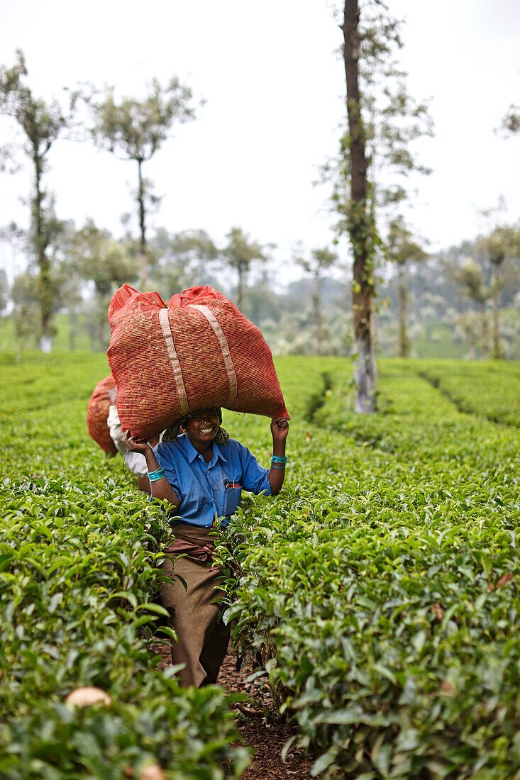 Tea picker with 20 kg tea leaves on her head, walking between tea trees, that are harvested every 20 days above 10 km west Valparai, Tamil Nadu, Western Ghats, India