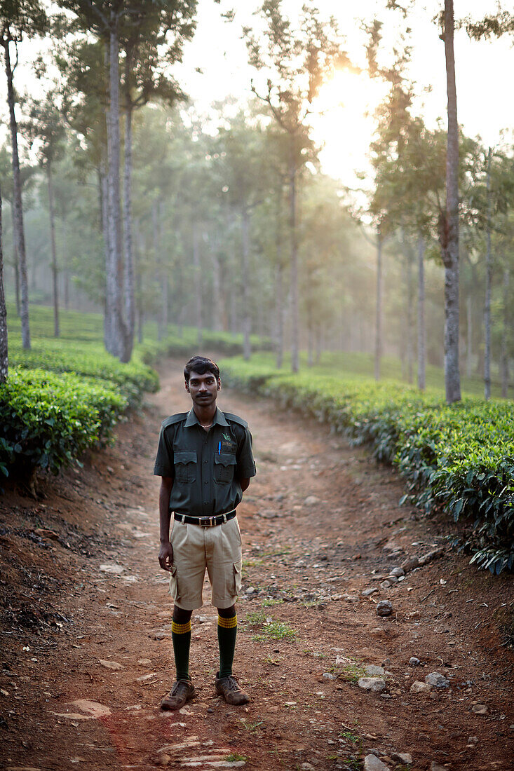 Guide Ajeech, morgendliche Wanderung durch Teeplantage und Silver Oak Trees, an Woodhouse Mansion, Woodbriar Tea Estates, bei Valparai, Tamil Nadu, Western Ghats, Indien