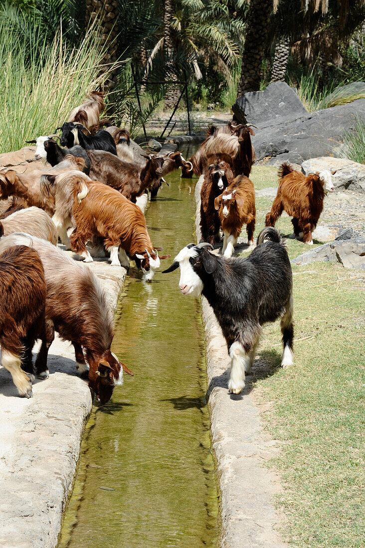 Sultanate of OMAN, wadi bani AUF a flock of goats isdrinking in an irrigation canal