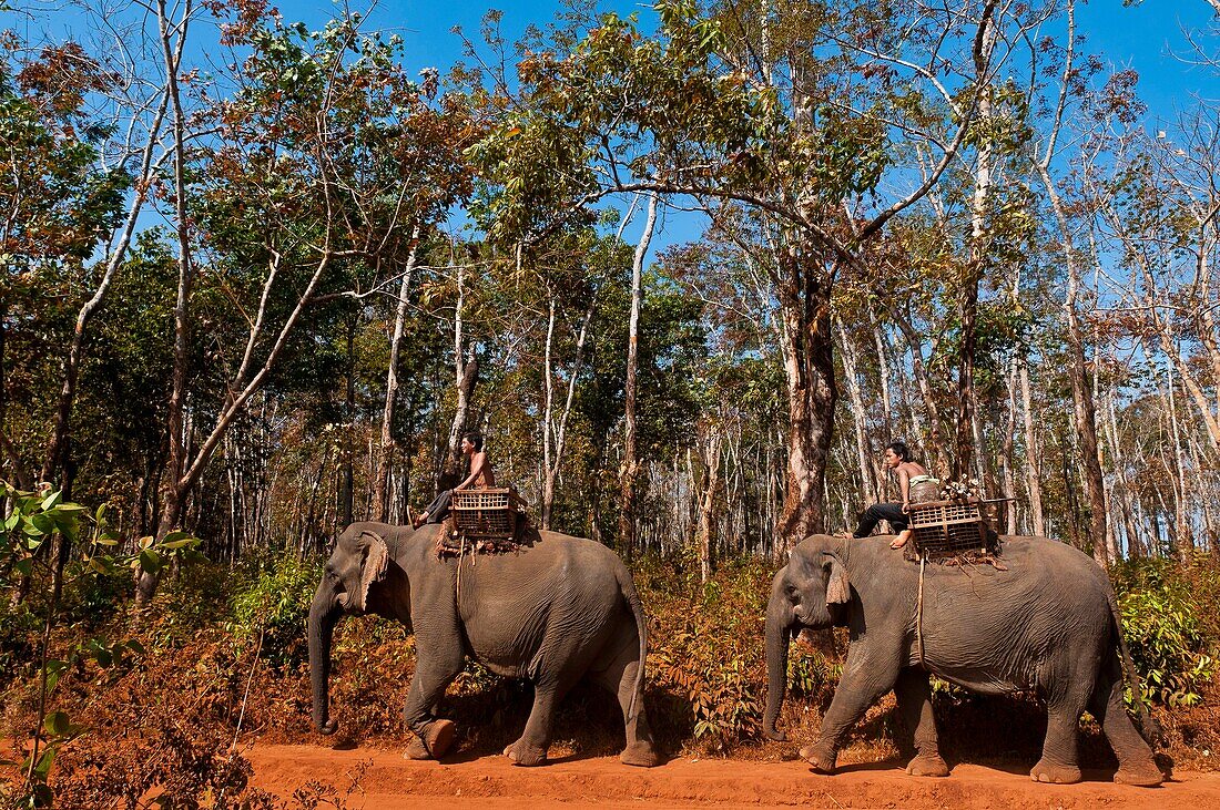 Camdodia, Ratanakiri Province, going to the Okatchang waterfall, the mahouts Ros Seanghu and Chvin Ampeul on their elephants