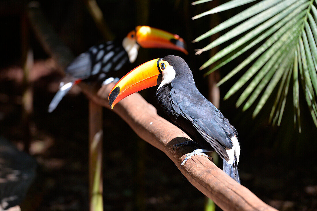 Green-billed toucans in Foz do Iguacu ,Brazil,South America