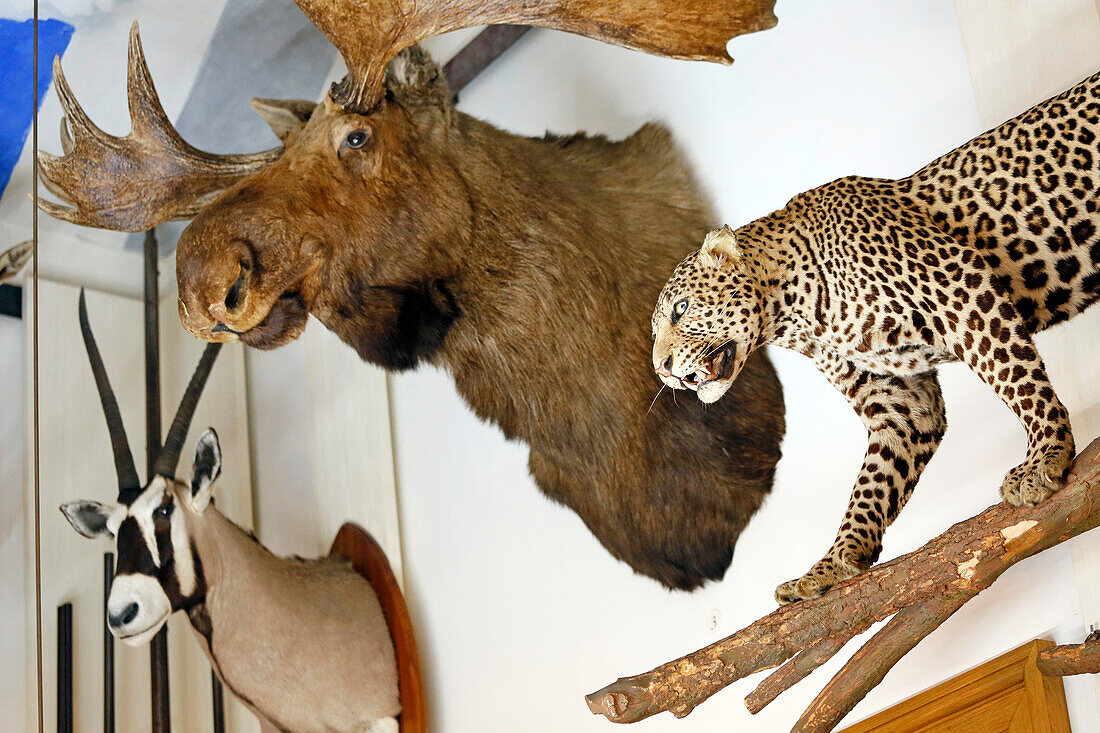 France,Paris, 3rd district, Museum of Nature and Hunting, The Trophy Room, Panther in Africa, Alaska momentum, oryx Kalahari naturalized