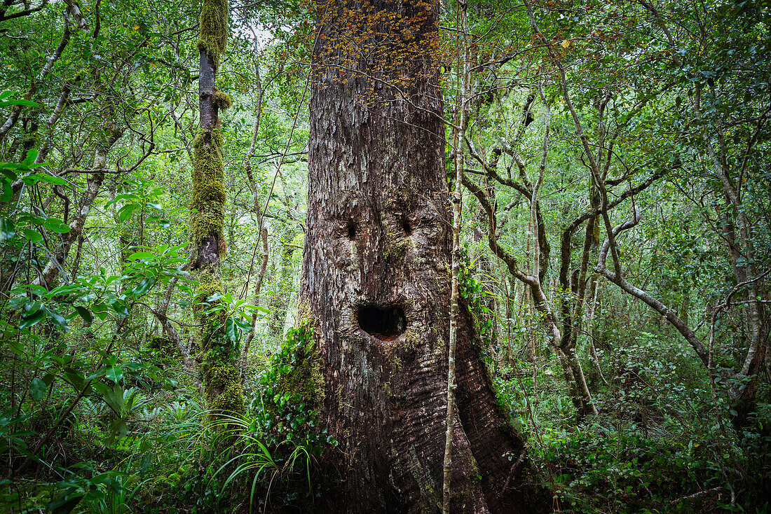 Face growing on tree in lush forest