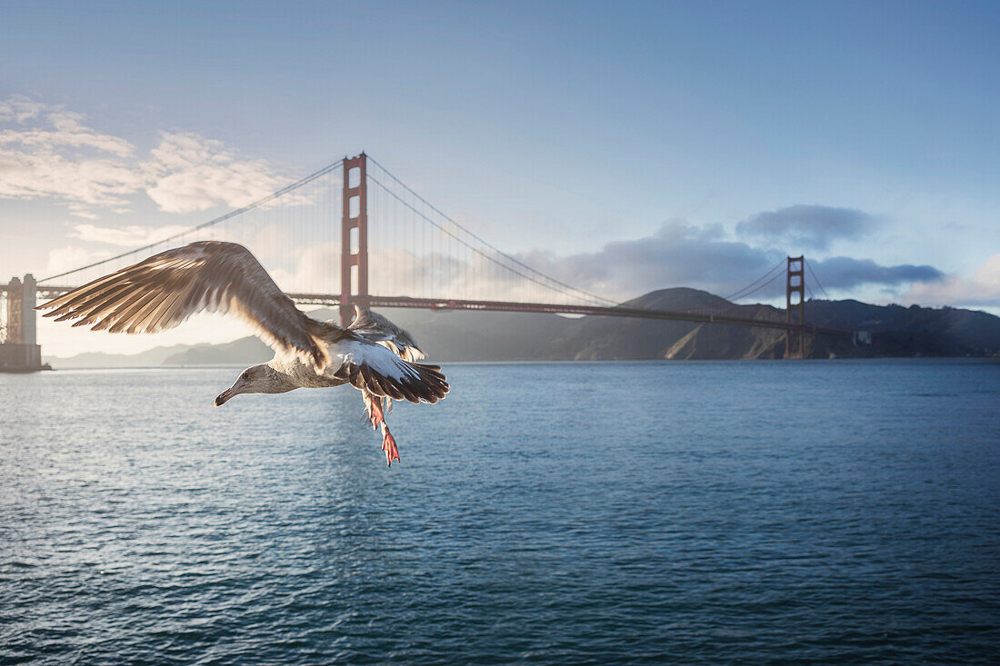 Seagull flying over ocean and Golden Gate Bridge, San Francisco, California, United States