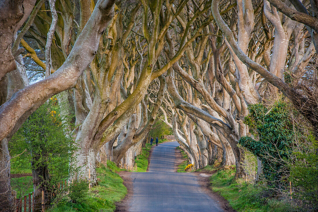 The Dark Hedges in Northern Ireland, beech tree avenue, Northern Ireland, United Kingdom, Europe