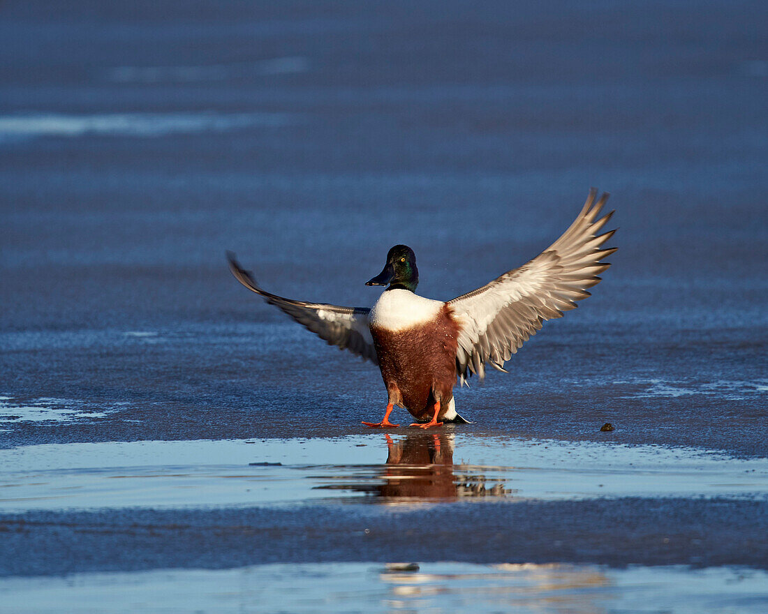 Northern shoveler (Anas clypeata) male landing on a frozen pond in the winter, Bosque del Apache National Wildlife Refuge, New Mexico, United States of America, North America