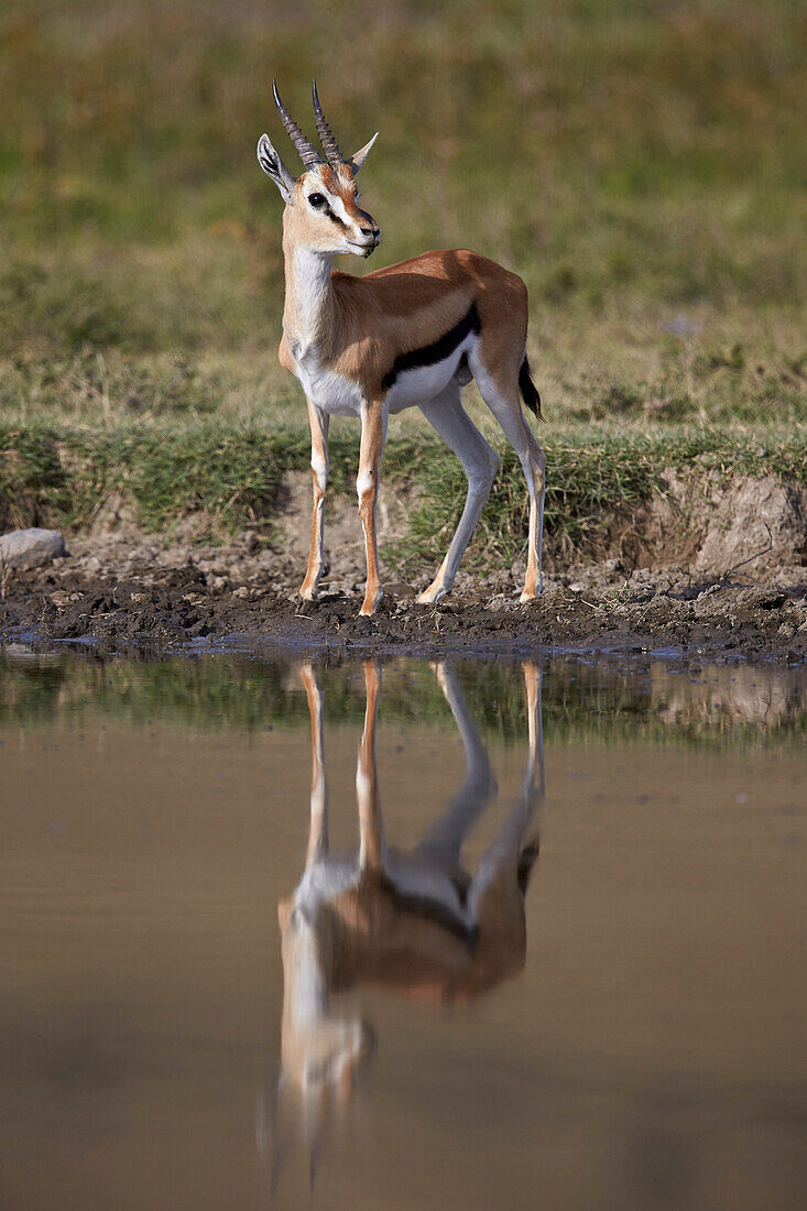 Thomson's gazelle (Gazella thomsonii) buck with reflection, Ngorongoro Crater, Tanzania, East Africa, Africa