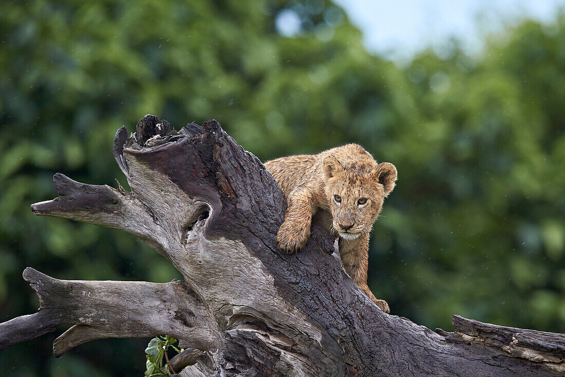 Lion (Panthera Leo) cub on a downed tree trunk in the rain, Ngorongoro Crater, Tanzania, East Africa, Africa