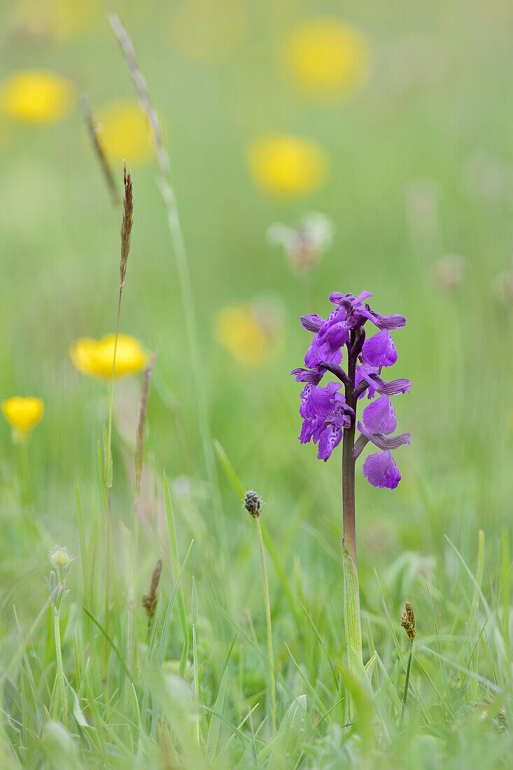 Green-winged orchid (Orchis) (Anacamptis morio) flowering in a hay meadow alongside meadow buttercups (Ranunculus acris), Wiltshire, England, United Kingdom, Europe