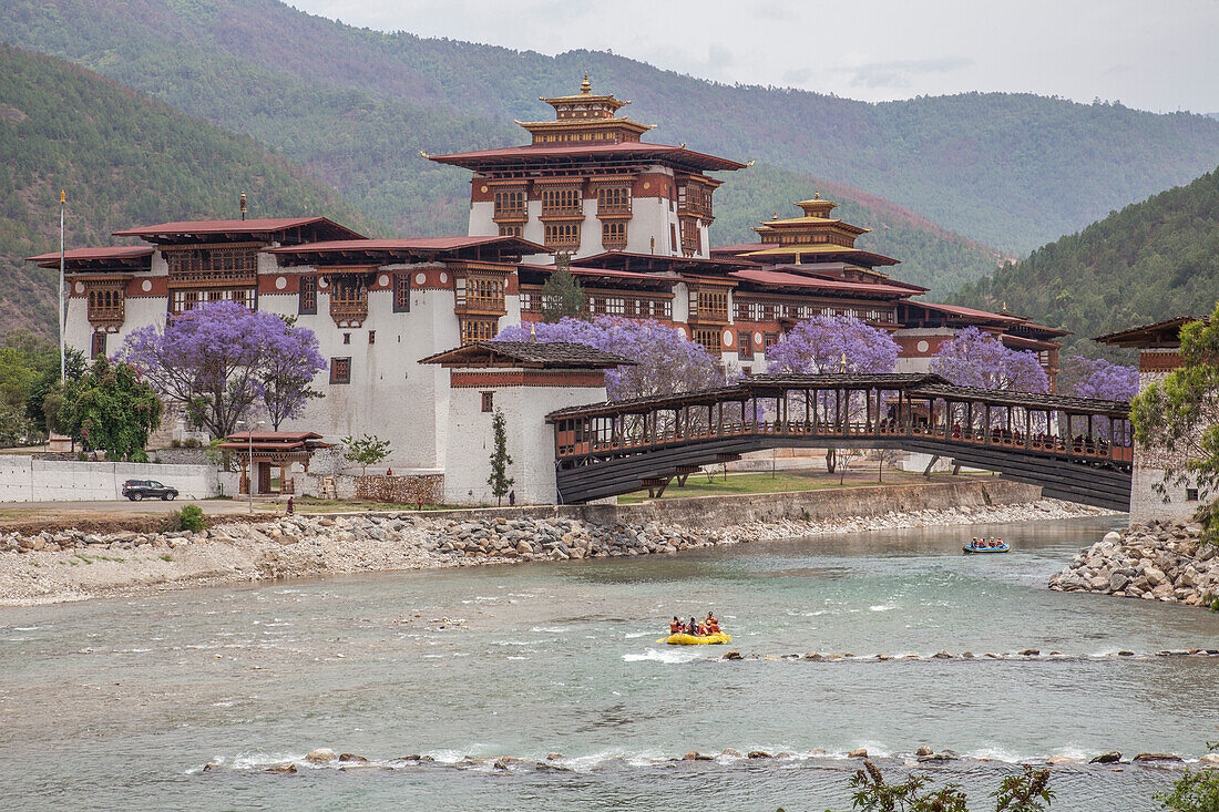 Rafting in the River Mo Chhu flowing near the Punakha Dzong where bloom the Jacaranda trees, Bhutan, Asia
