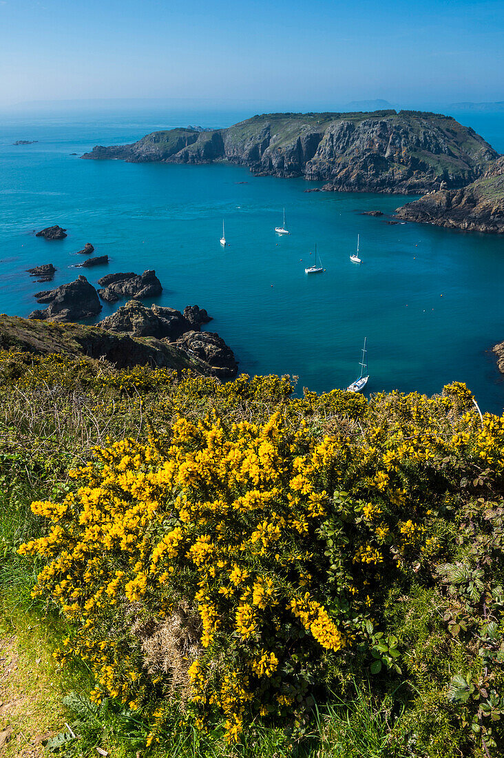 Gorse blooming on the west of coast of Sark with a view of the island of Brecqhou, Channel Islands, United Kingdom, Europe