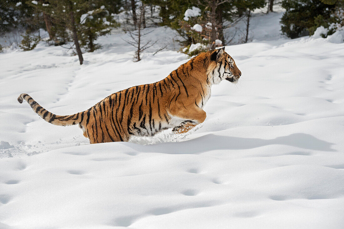 Siberian Tiger (Panthera tigris altaica), Montana, United States of America, North America