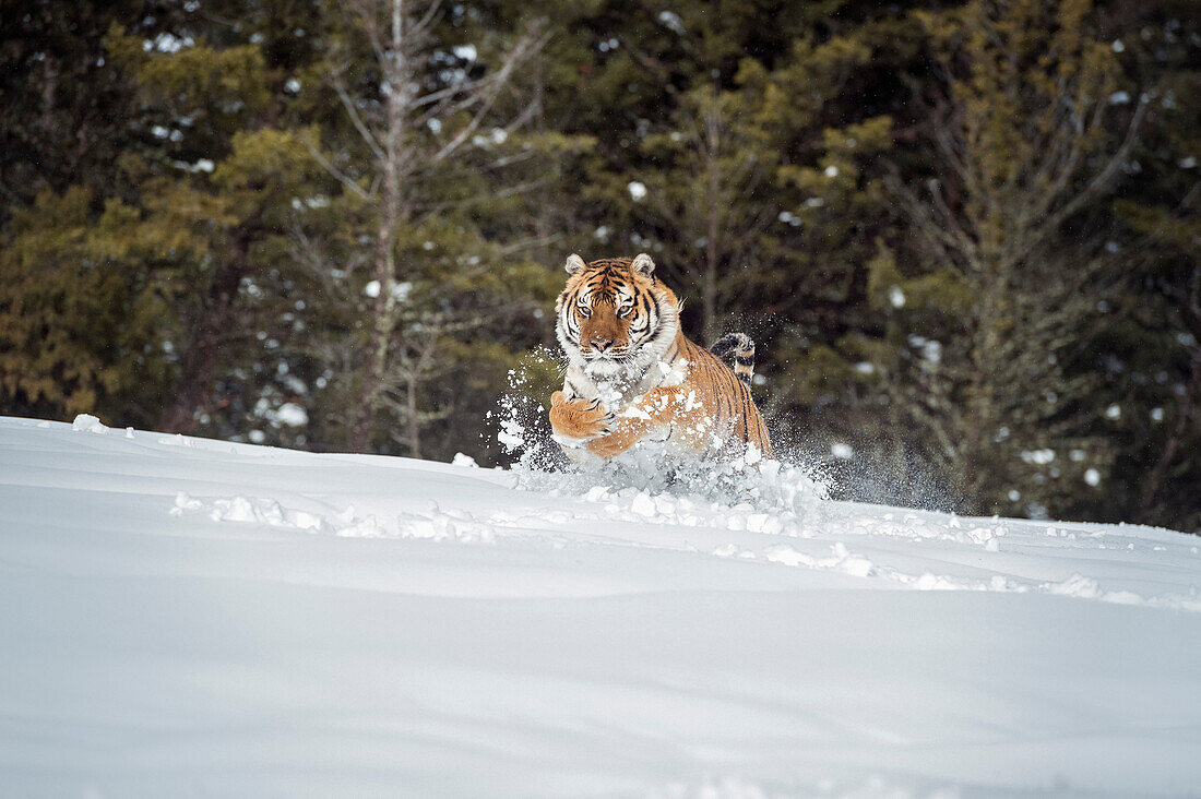 Siberian Tiger (Panthera tigris altaica), Montana, United States of America, North America