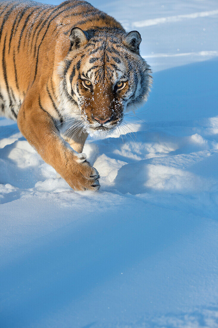 Siberian Tiger (Panthera tigris altaica), Montana, United States of America, North America