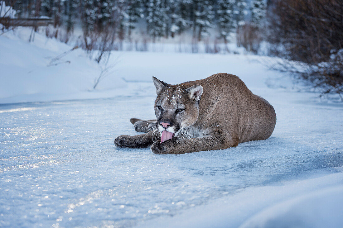 Mountain lion (puma) (cougar) (Puma concolor), Montana, United States of America, North America