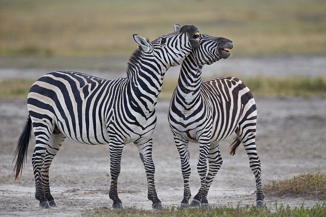 Two common zebra (Plains zebra) (Burchell's zebra) (Equus burchelli) sparring, Ngorongoro Crater, Tanzania, East Africa, Africa
