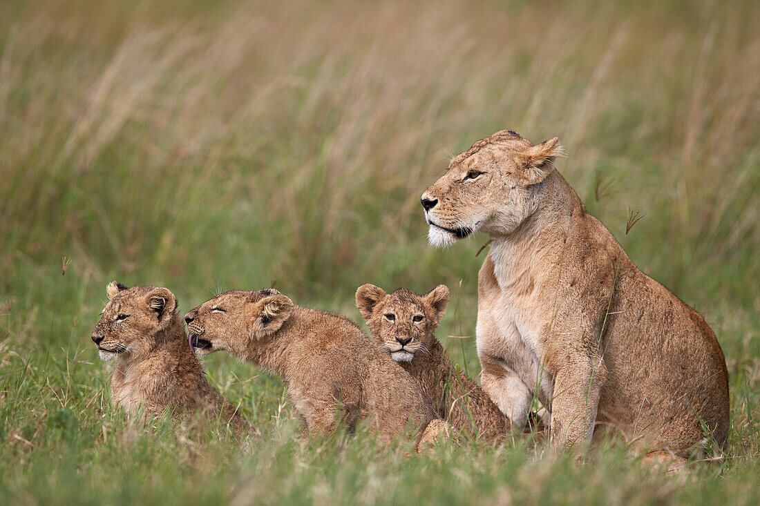 Lion (Panthera leo) female and three cubs, Ngorongoro Crater, Tanzania, East Africa, Africa