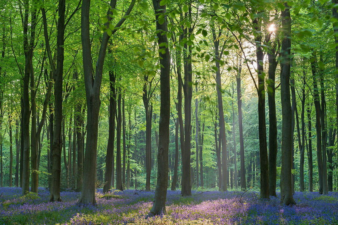 Carpet of flowering bluebells in a deciduous wood in spring, West Woods, Marlborough, Wiltshire, England, United Kingdom, Europe