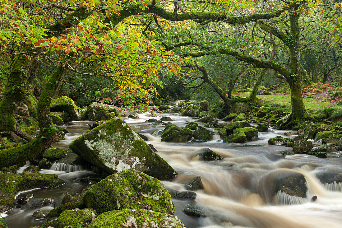 River Plym rushing through Dewerstone Wood, Shaugh Prior, Dartmoor National Park, Devon, England, United Kingdom, Europe