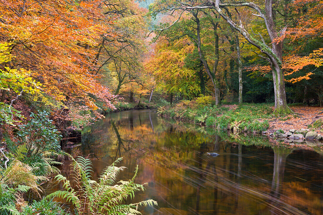 Autumn foliage along the banks of the River Teign at Fingle Bridge, Dartmoor National Park, Devon, England, United Kingdom, Europe