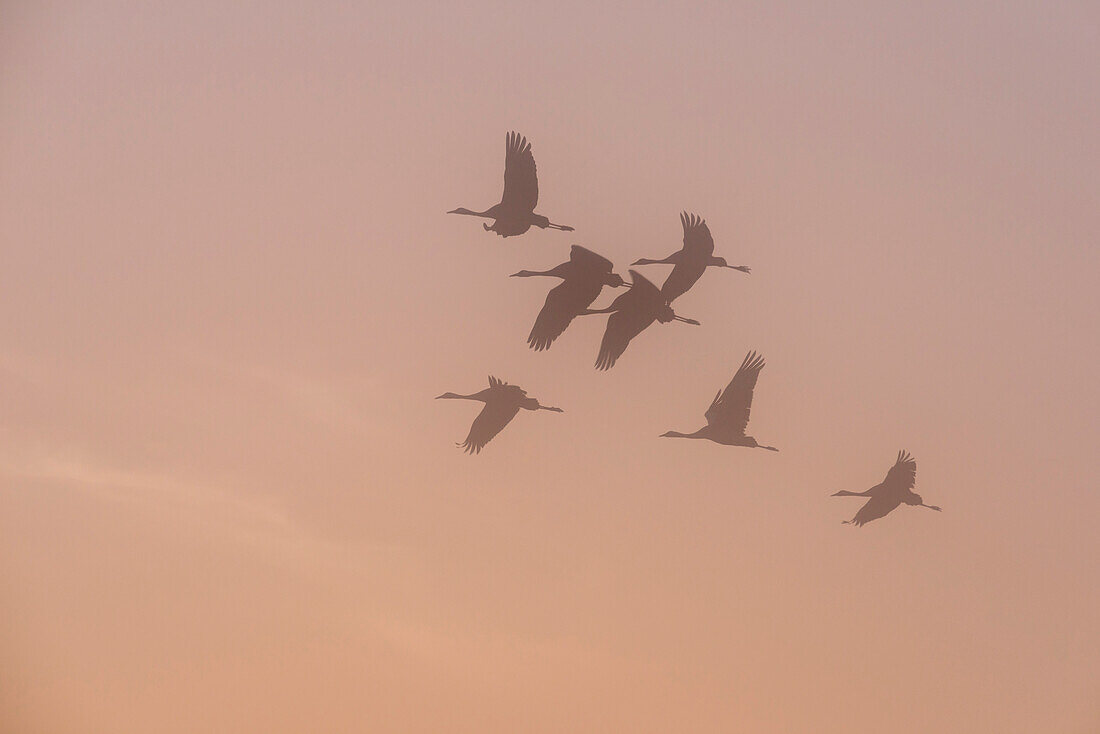 Silhouetten eines fliegenden Kranich-Schwarms am Himmel im warmen Gegenlicht der aufgehenden Sonne - Linum in Brandenburg, nördlich von Berlin, Deutschland