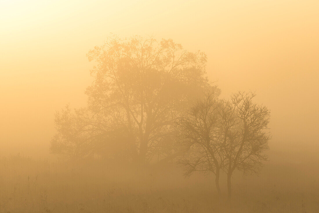 Die ersten wärmenden Sonnenstrahlen der aufgehenden, herbstlichen Sonne durchfluten den Morgennebel auf einem Feld mit Bäumen - Linum in Brandenburg, nördlich von Berlin, Deutschland